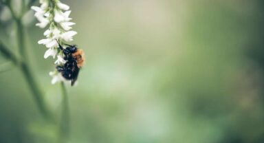 Bee and flower