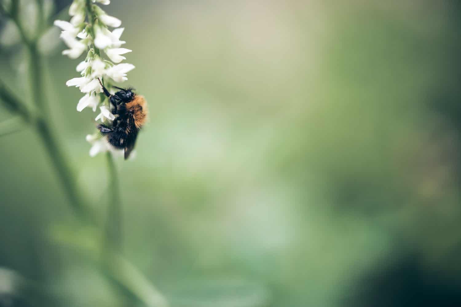 Bee and flower