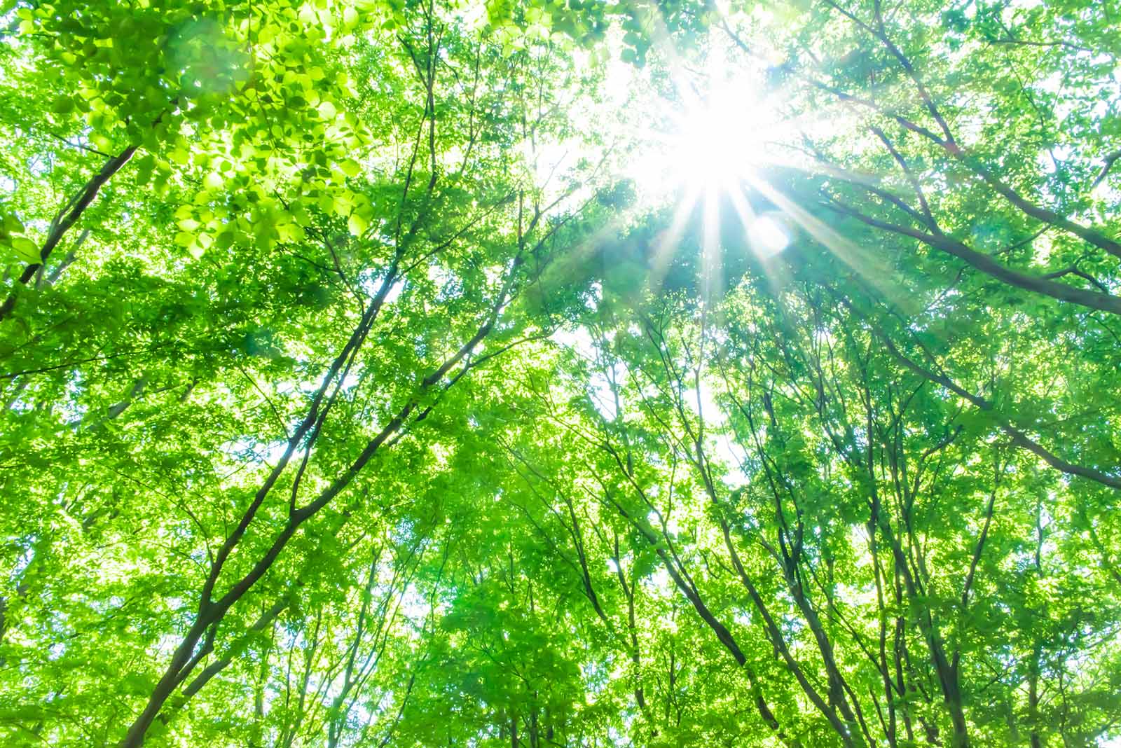 BBI JU image of nature