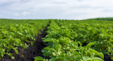 Agri-Food-Sektor