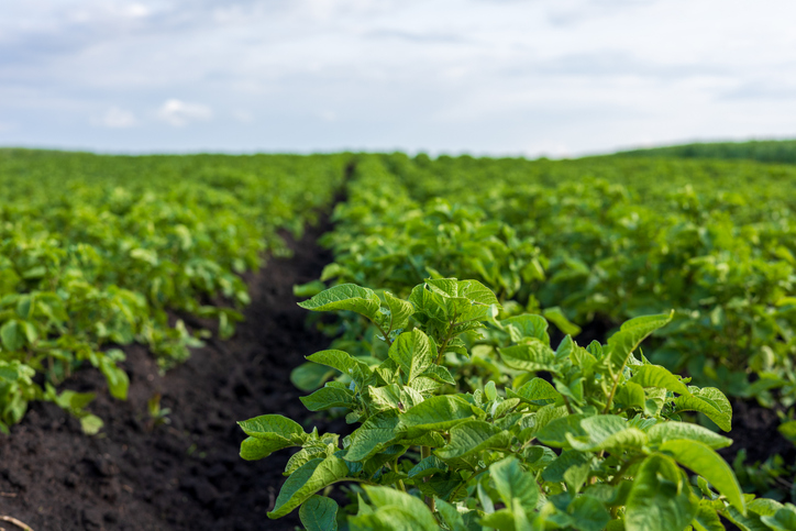 Agri-Food-Sektor